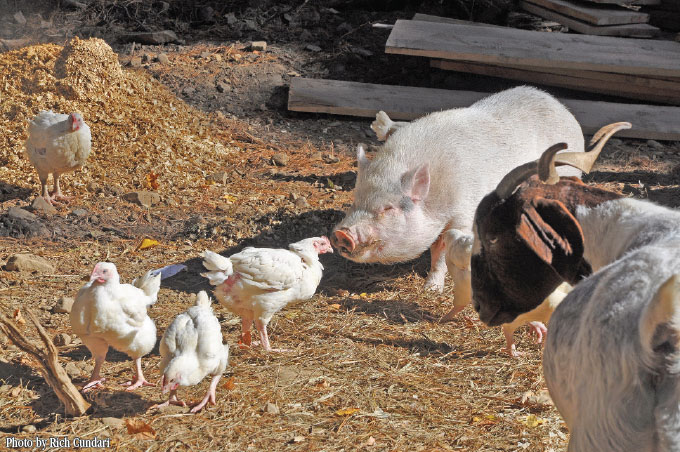 ex-kaporos chickens and-hof