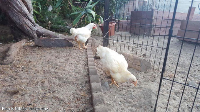 ex-kaporos chickens little red bird