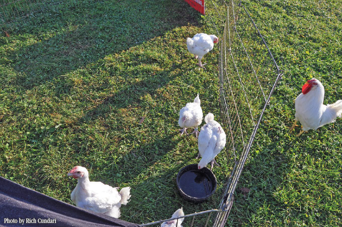 ex-kaporos chickens woodstock