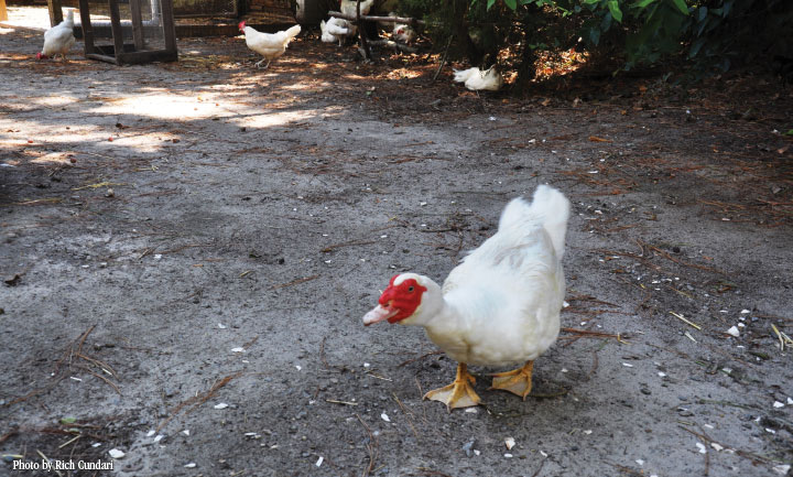 fuzzy, out dear muscovy duck