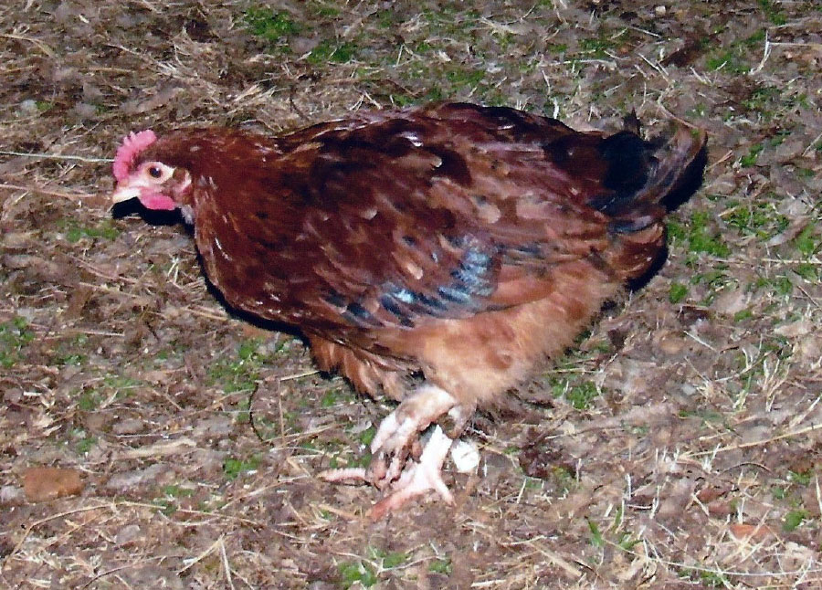 Sweet Benji by Barbara Moffit