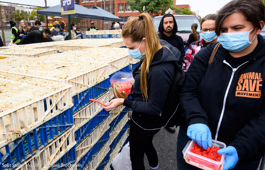 Activists Offer Watermelon to Kaporos Chickens