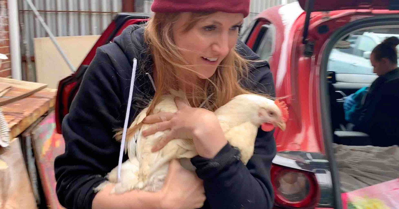 Jill Carnegie with the Alliance to End Chickens as Kaporos carries a rescued Kaporos rooster to the triage.