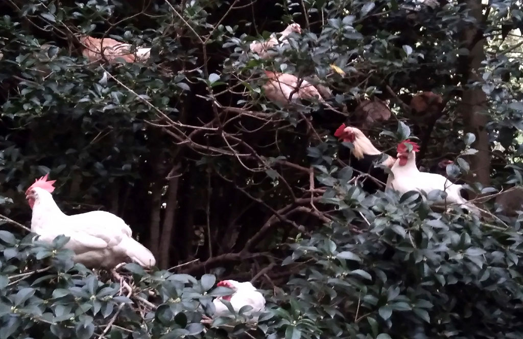 UPC Sanctuary Chickens in the Trees