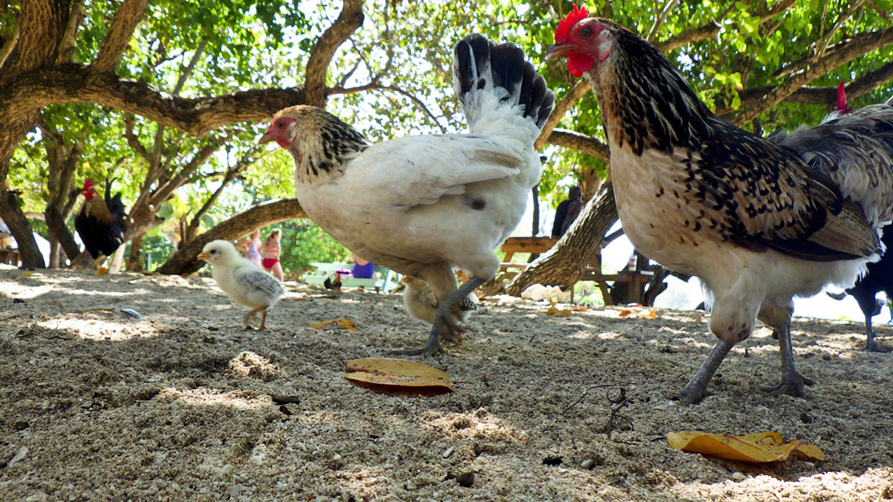 Photos of wild chickens in the Cayman Islands by Davida G. Breier