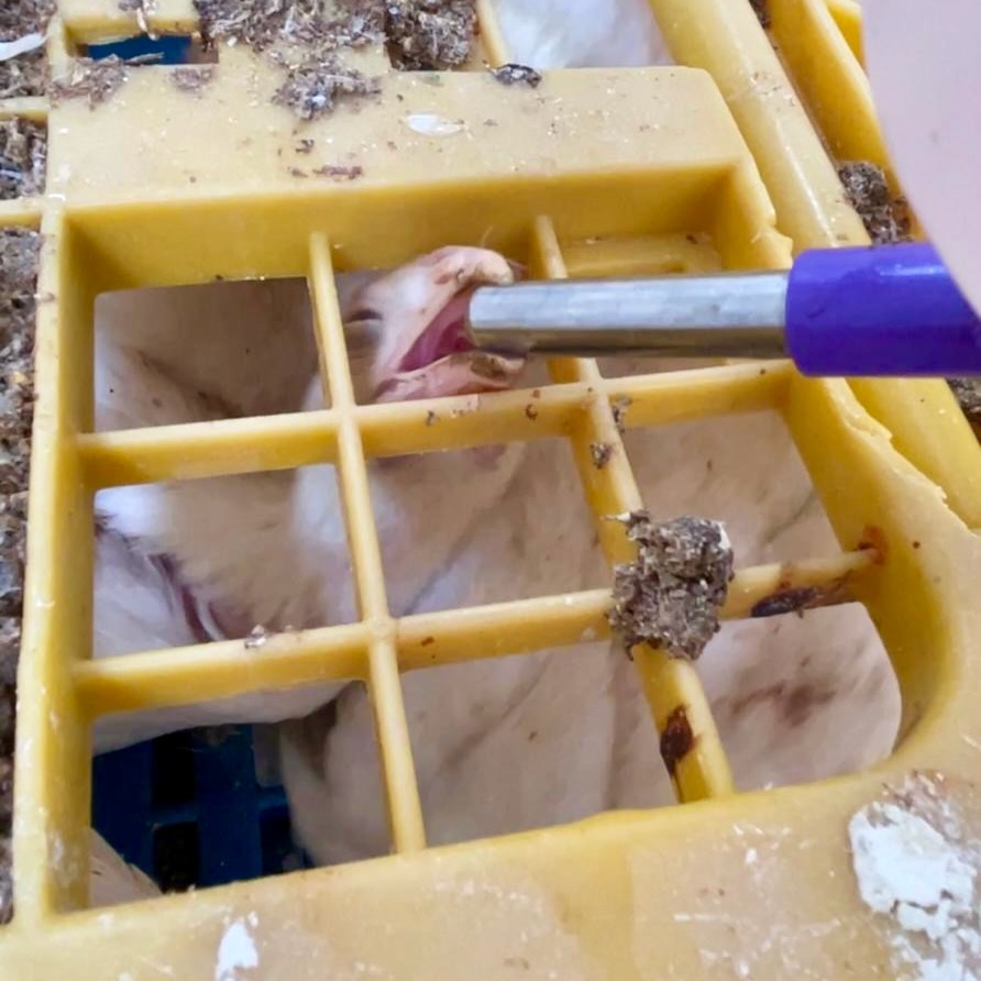 Giving Kaporos Chicken Water