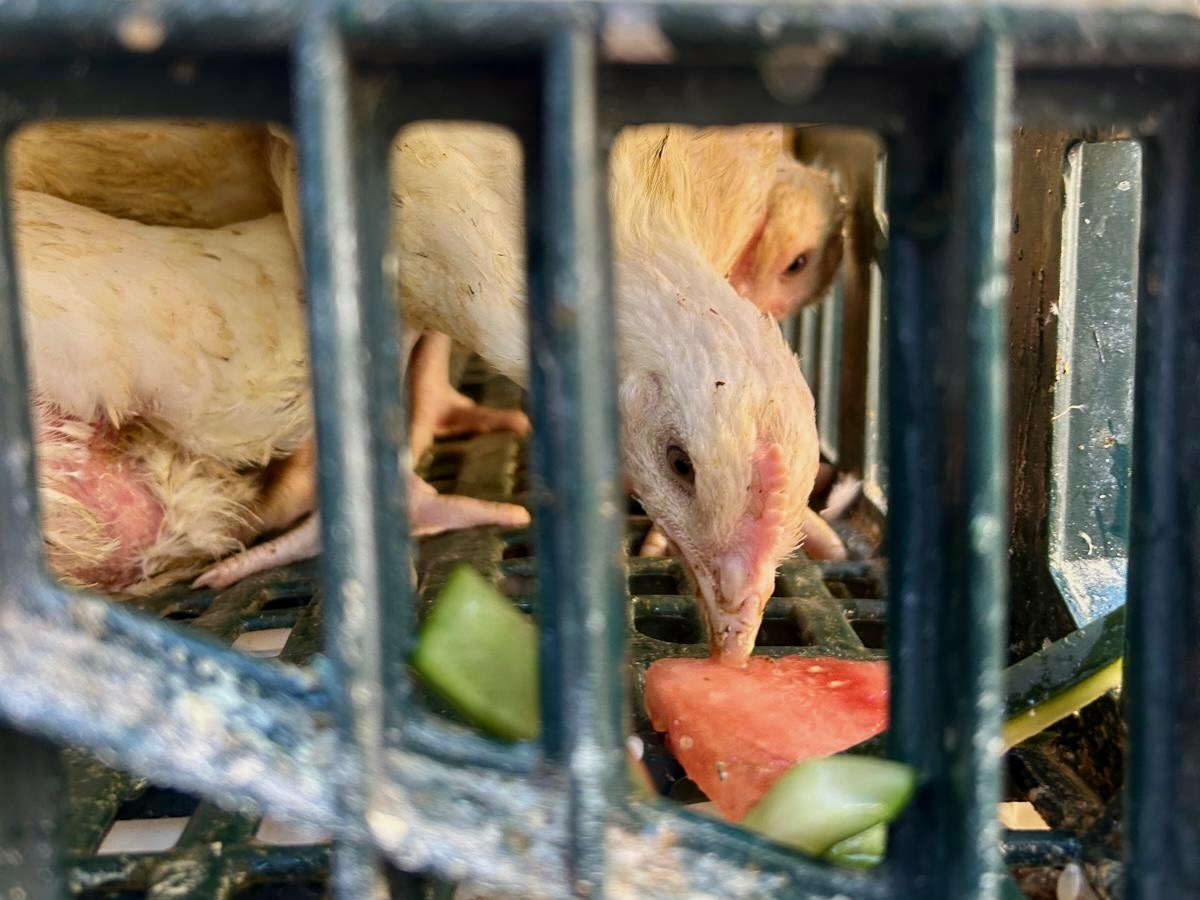 Giving Kaporos Chickens Watermelon