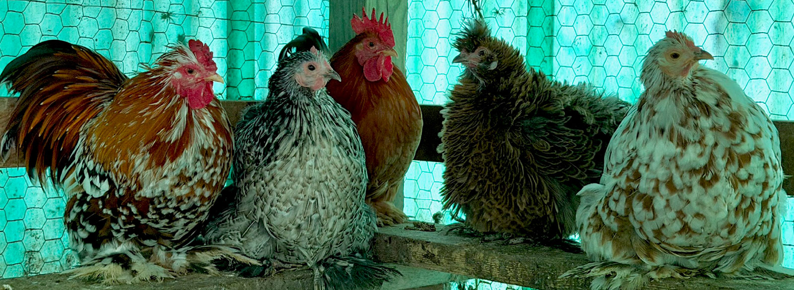 The Social Life of UPC Sanctuary Chickens, November 2025