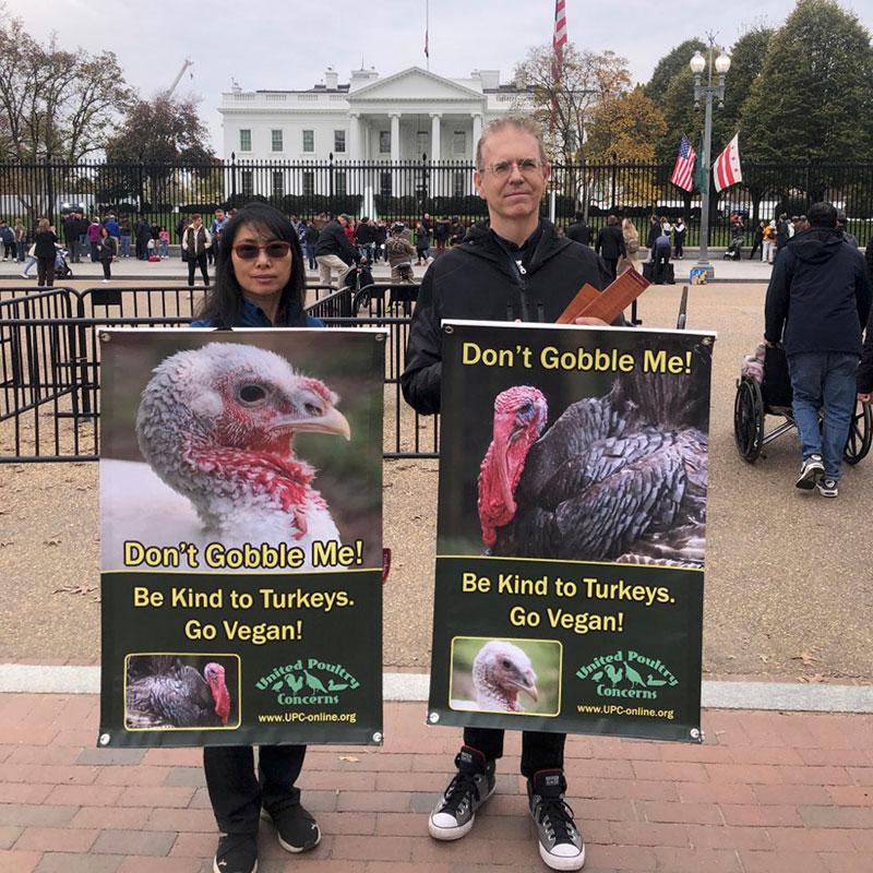 White House Leafleting for Turkeys