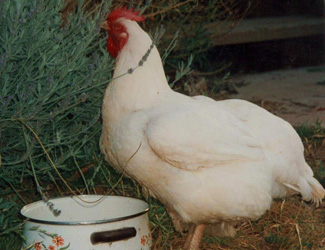 betsy