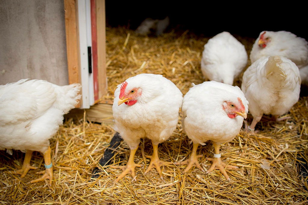 Tamerlaine Cornish 3