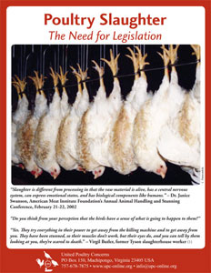 Poultry Slaughter