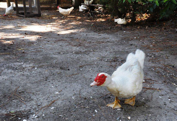 fuzzy the muscovy duck