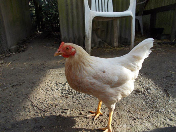 paco the hen