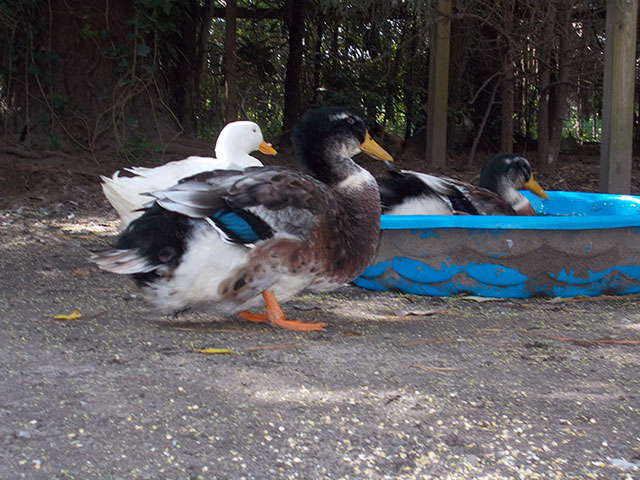 Reginald the duck