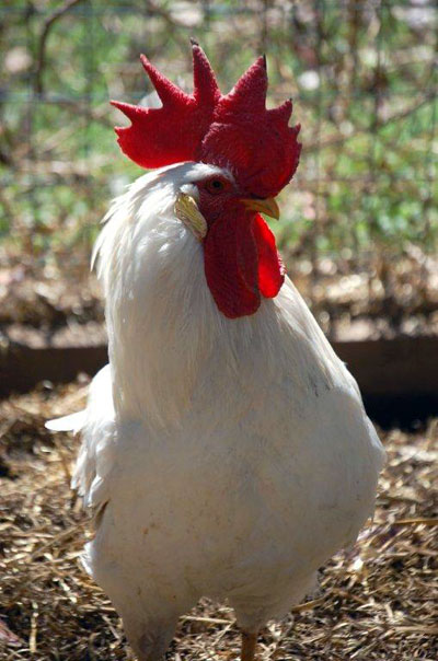 Roosevelt, the Rooster