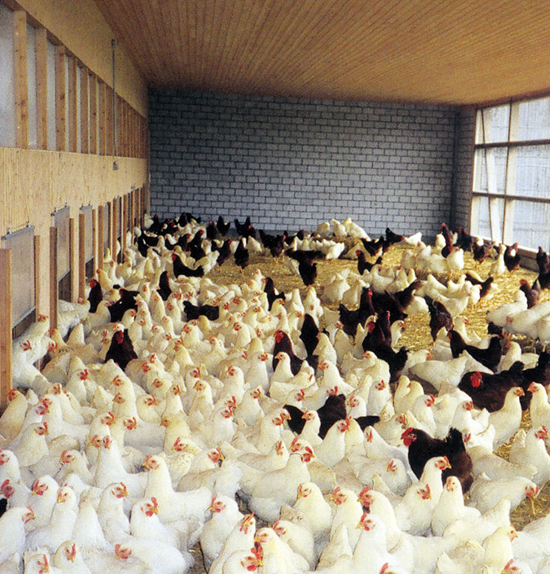 Cageless indoor housing