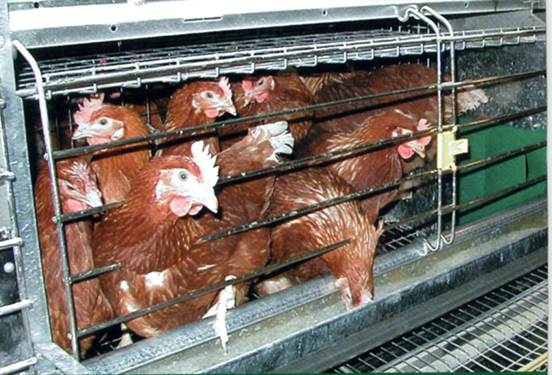 Enriched Cage