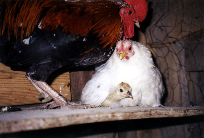 Lincoln, Sno-Pea and Luv-Bug