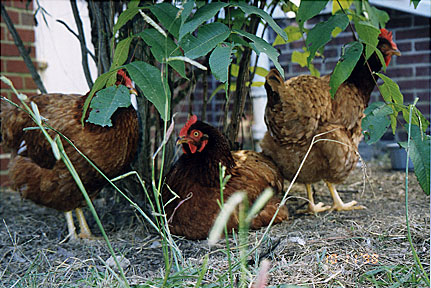 3 brown hens