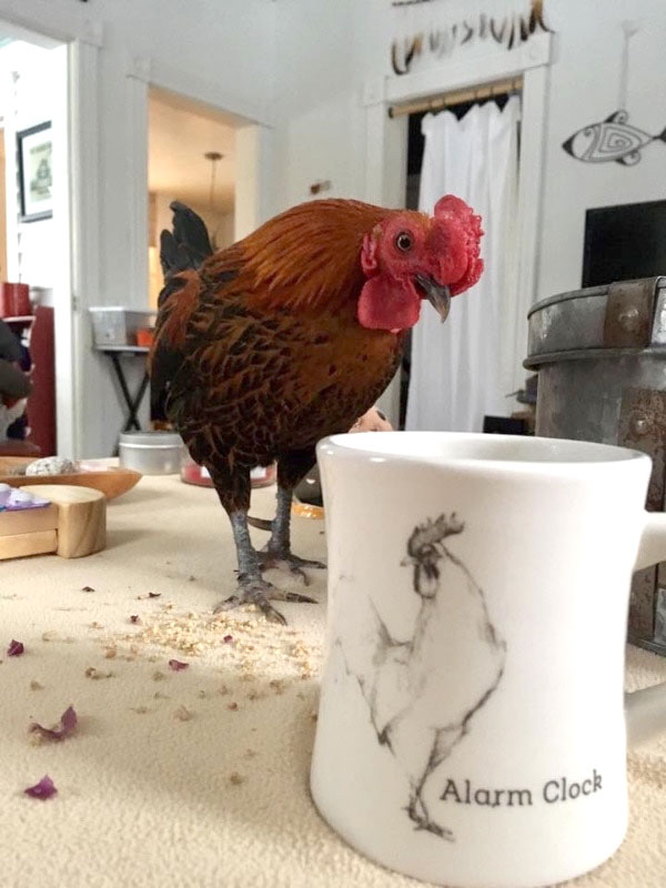 Chicken looking at coffee mug with 'alarm clock' and rooster drawing printed on it.