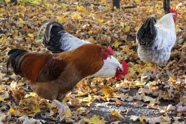 Chickens walking through the fall leaves.