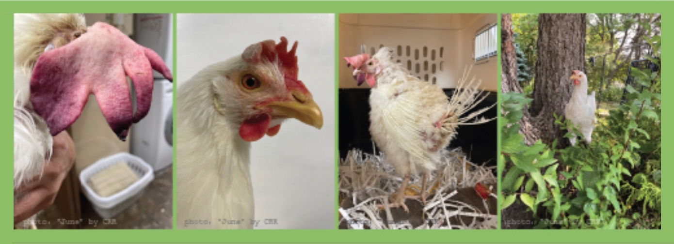 Four photos of a chicken