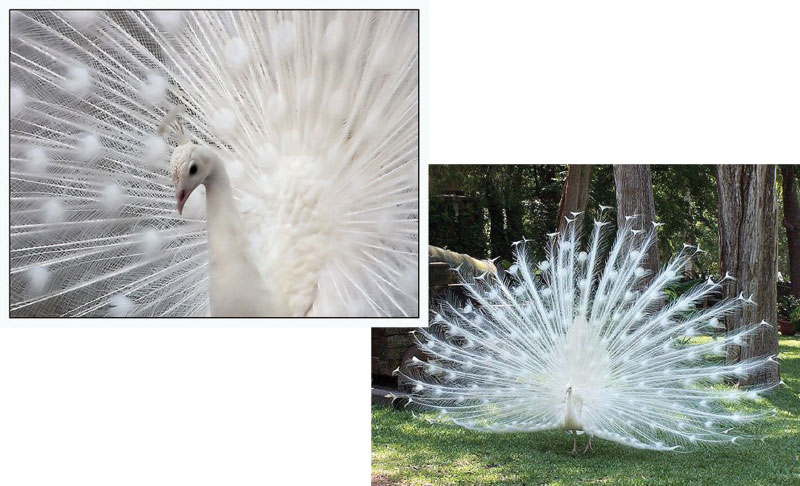 For the Birds