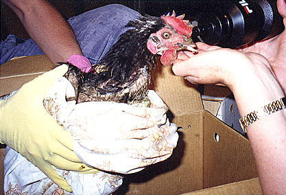 Montalto hen1