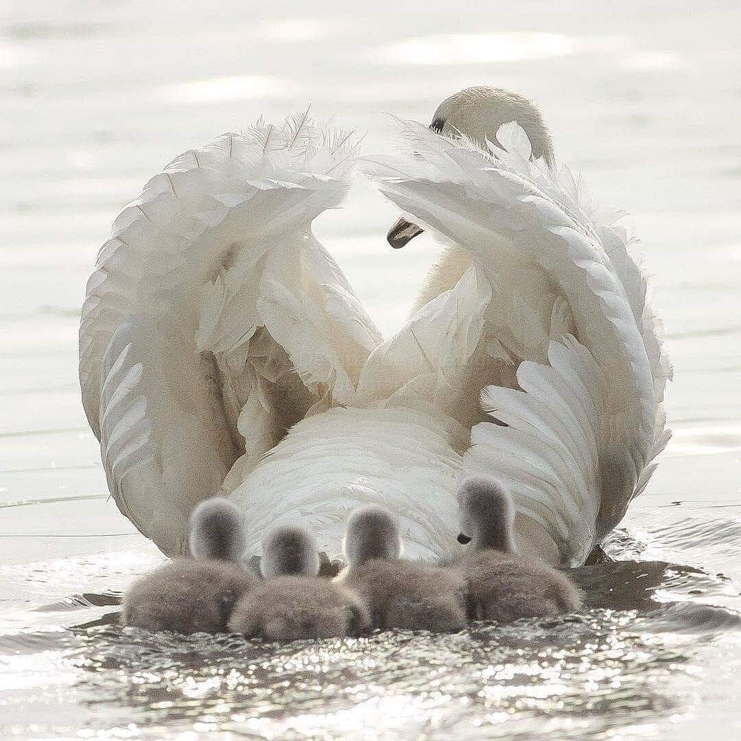 Male swan on water followed by four very young swans. 