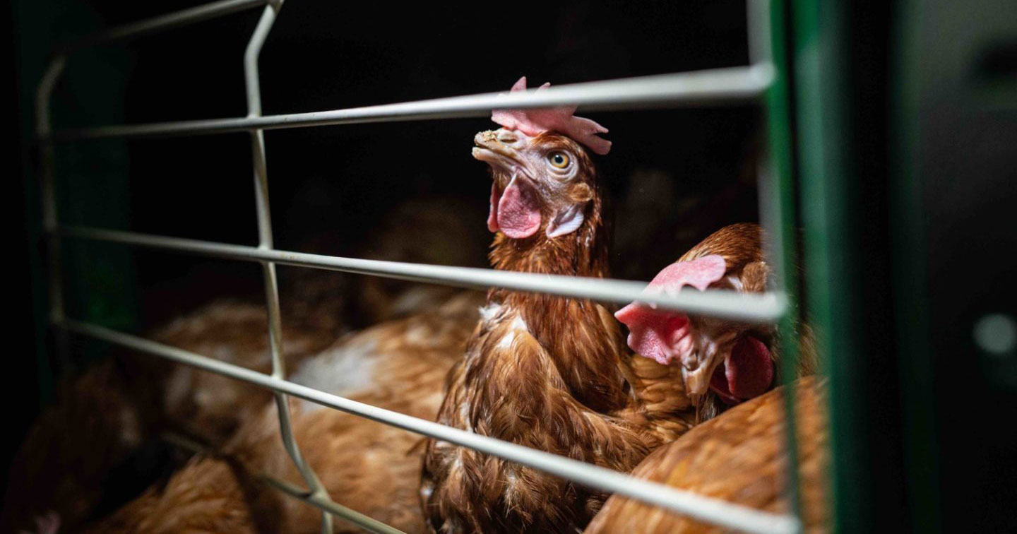 hen in a cage