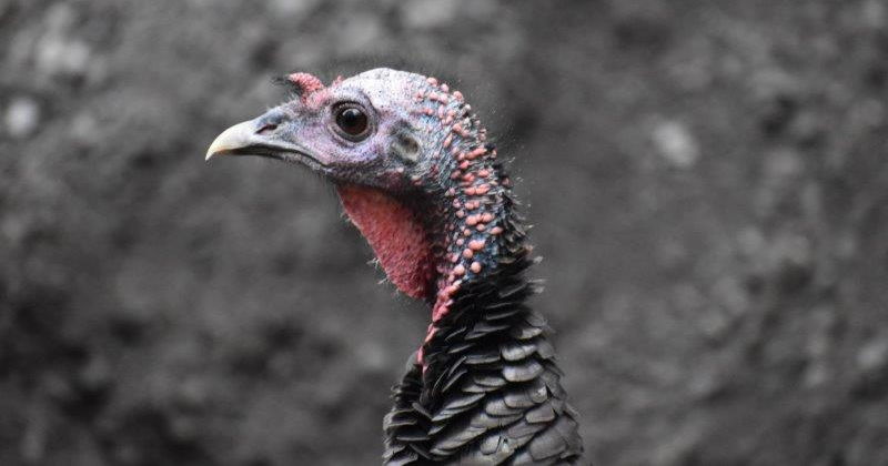 Turkey closeup