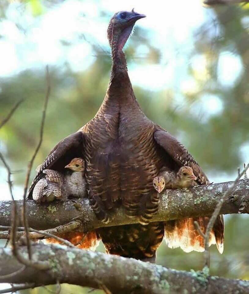 turkey on a branch spreading her wings over her poults