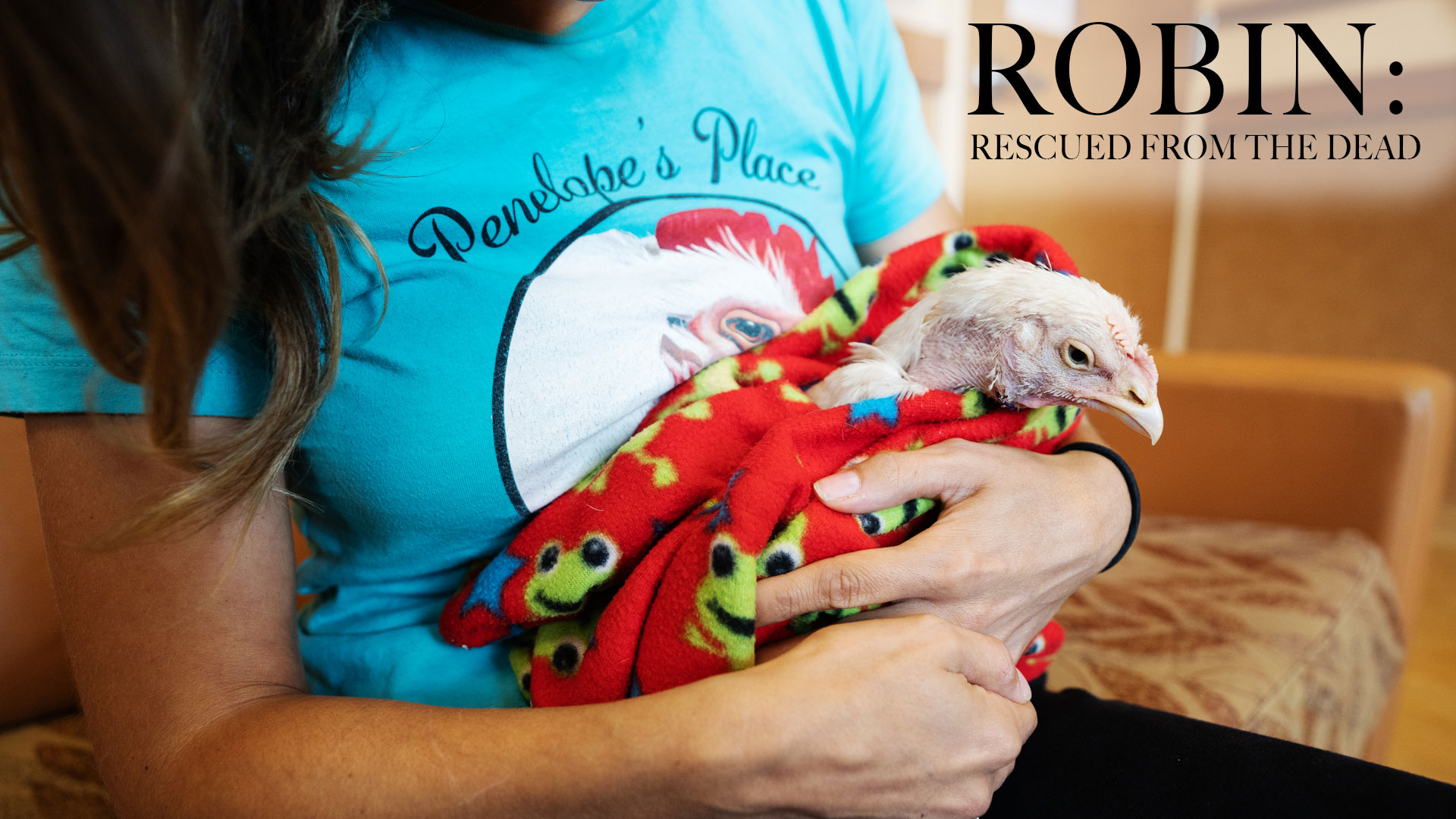 Robin the chicken wrapped in a blanket and craddled