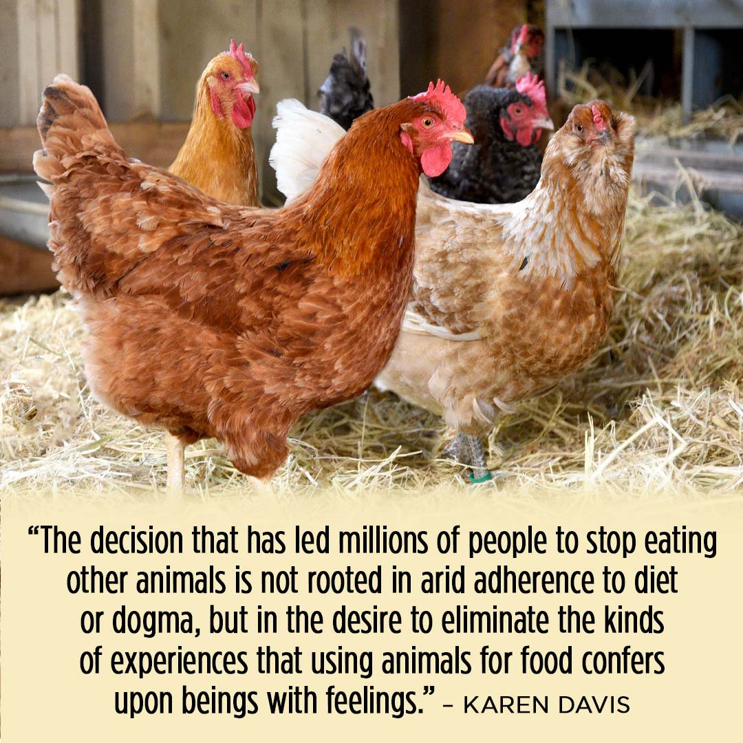 Ducks splashing in the pool