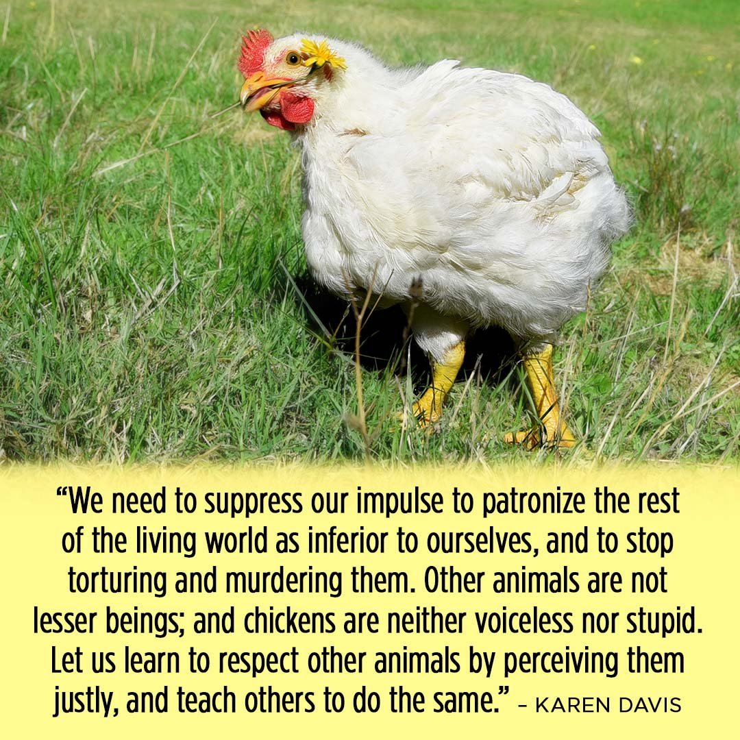 Ducks splashing in the pool