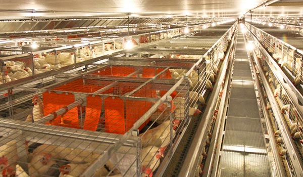 Hens living in cages