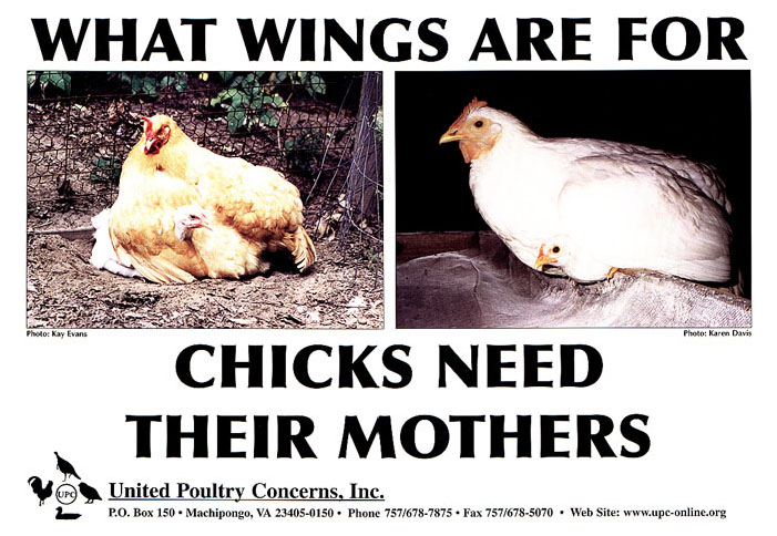 Chicks Need Their Mothers Poster