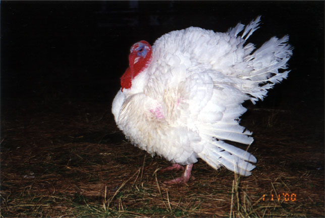 Boris the Turkey
