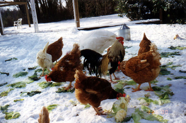 Chickens and Florence