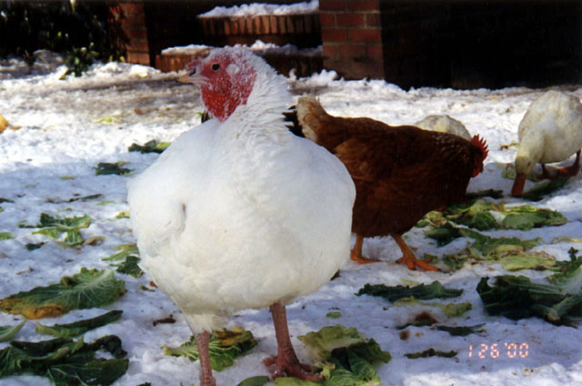 Florence the Turkey
