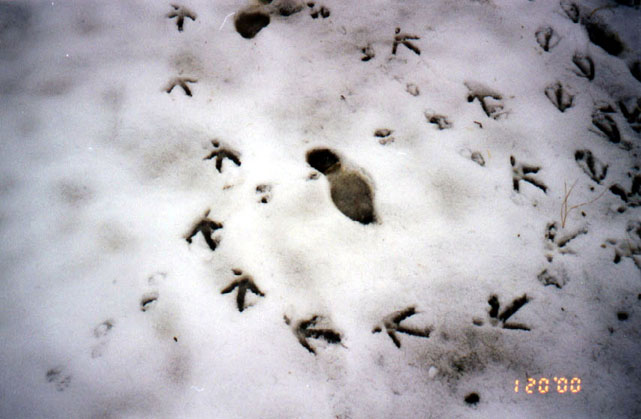 Happy Turkey Tracks