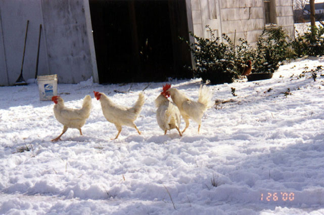 Hens in Snow