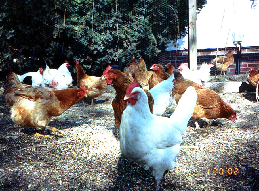 Millicent & her mates at UPC