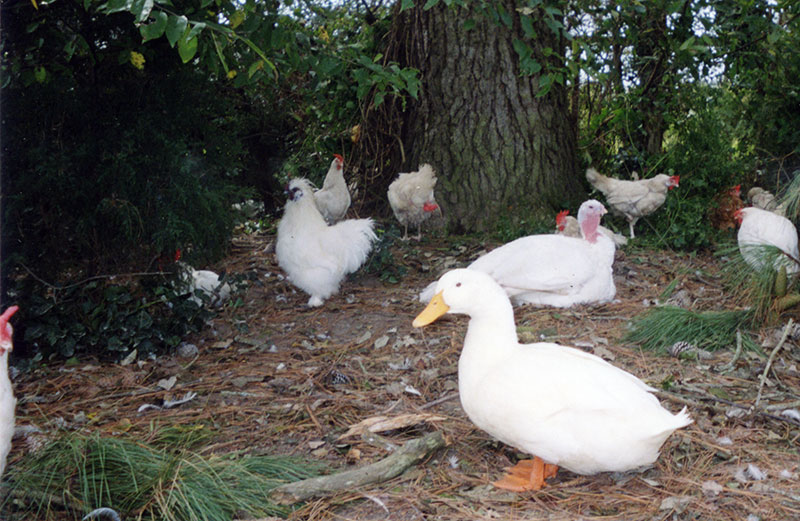 UPC Sanctuary Birds