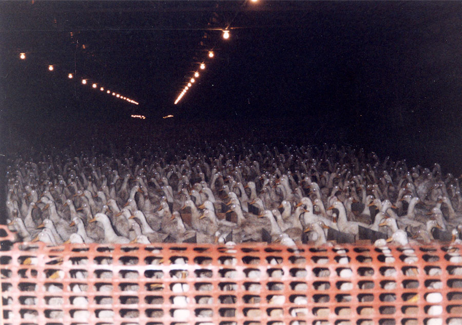 Thousands of Pekin Ducks packed into Maple Leaf Farms, CA