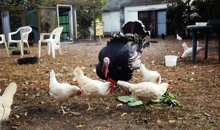 Aubrey the turkey and his friends enjoy their greens