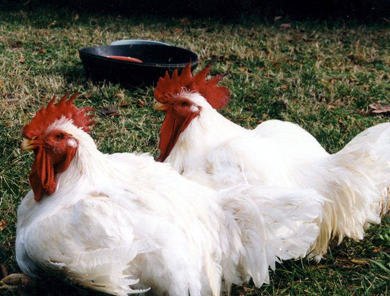2roosters