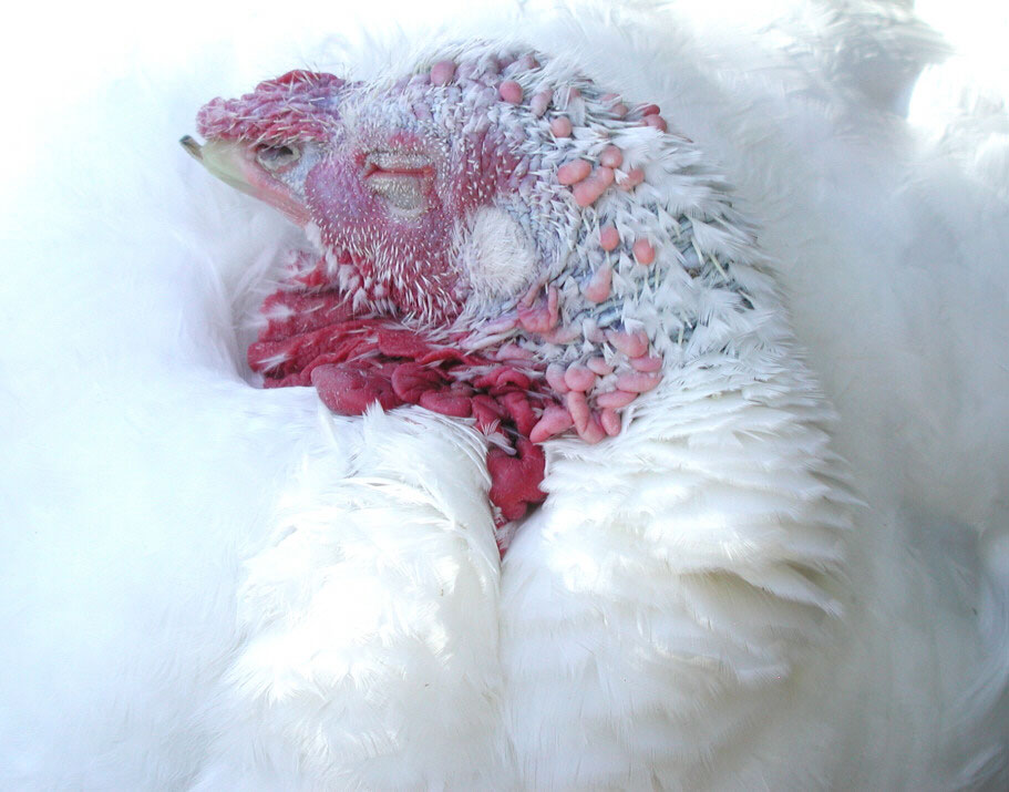 Five-year-old turkey Florence sleeps soundly this Thanksgiving