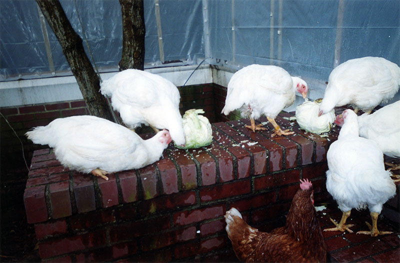 Young Chickens Rescued from Brooklyn
